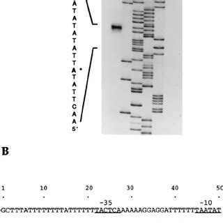 xyla pirouetter|Cloning and analysis of the xylAB operon and  .